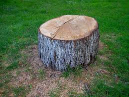 Best Tree Maintenance Programs  in Leonia, NJ