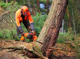 Best Hedge Trimming  in Leonia, NJ