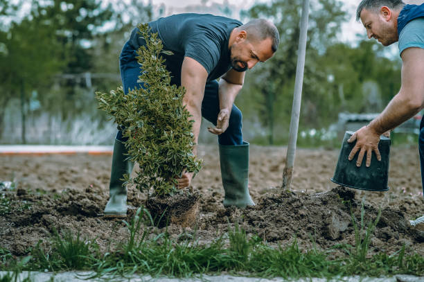 Best Tree Cabling and Bracing  in Leonia, NJ