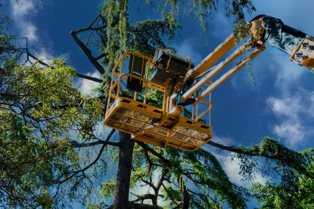 Best Tree Mulching  in Leonia, NJ