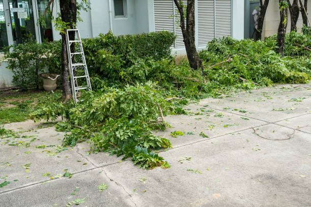 Best Lawn Irrigation Installation and Maintenance  in Leonia, NJ