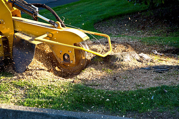 Best Root Management and Removal  in Leonia, NJ