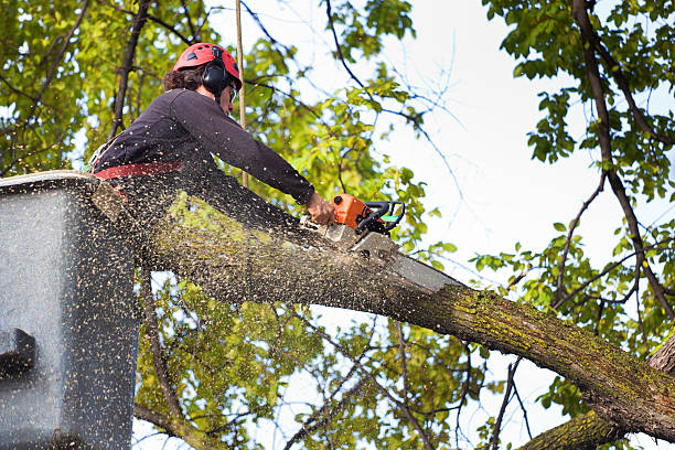 Best Soil Testing and Treatment  in Leonia, NJ