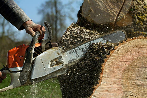 Best Tree Removal  in Leonia, NJ